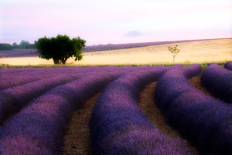 Lavender-100-Percent-Orton