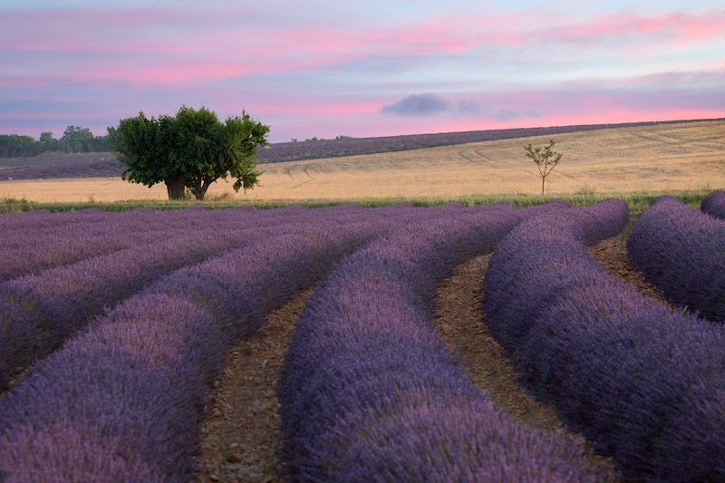Lavender-No-Orton