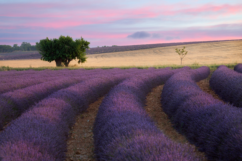 Lavender-Selective-Orton