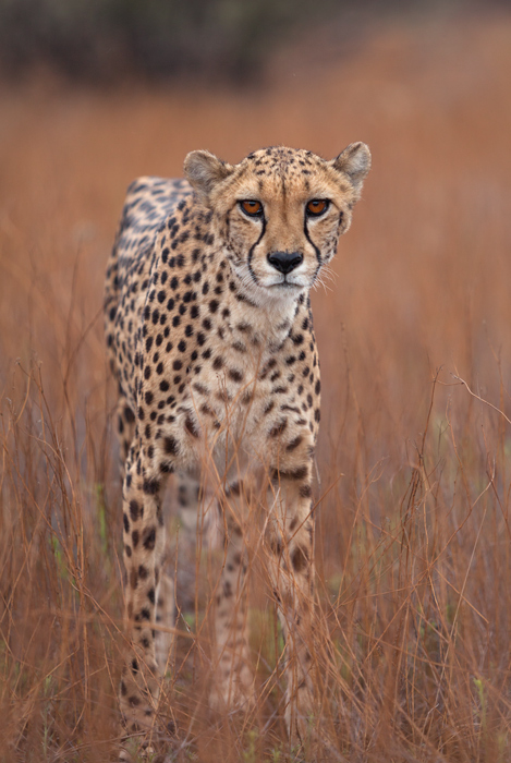 A cheetah in a field looking intently at the camera