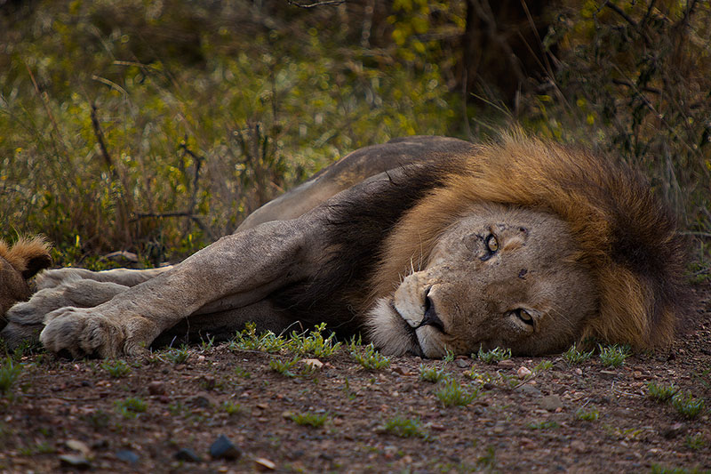 africa,african,cat,horizontal,kruger,kruger national park,lion,mammal,safari,south africa