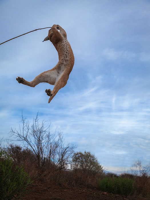 africa,african,caracal,cat,jumping,lynx,mammal,naankuse,naankuse lodge,namibia,namibian,vertical