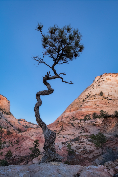 canyon,checkerboard mesa,evening,fall,landscape,north america,southwest,tree,twilight,united states,utah,zion national park