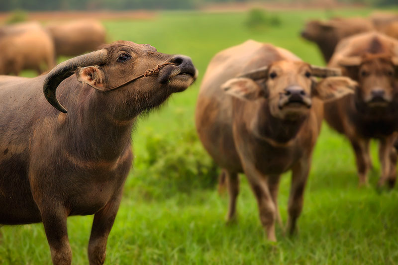 asia,buffalo,china,chinese,herd,horizontal,mammal,water buffalo