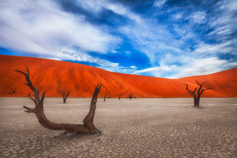 africa,african,dead tree,deadvlei,desert,forest,horizontal,namibia,namibian,sand,tree,woods