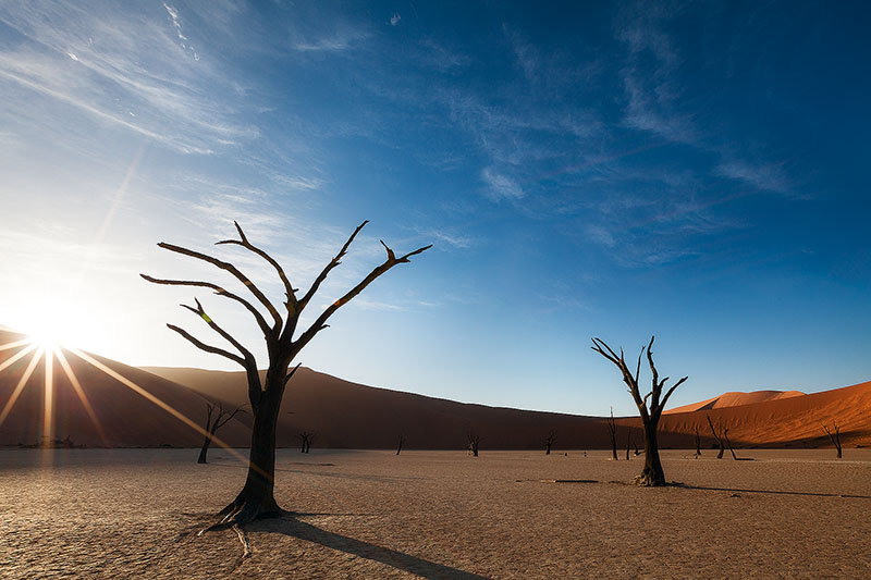 africa,african,beam,burst,dead tree,deadvlei,desert,forest,horizontal,namibia,namibian,ray,sand,starburst,sun,sunburst,tree,woods