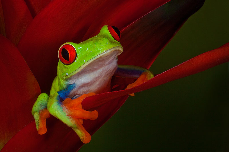 agalychnis callidryas,amphibian,colorful,flower,frog,frog and reptile,frog reptile,gaudy,heliconia,horizontal,jim zuckerman,night,red,red-eyed,red-eyed tree