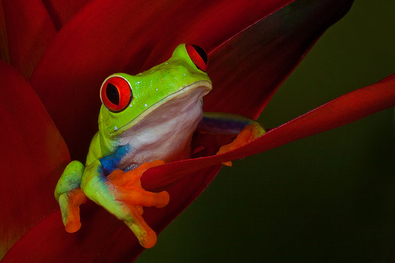 Red-Eyed-Tree-Frog-Heliconia.jpg