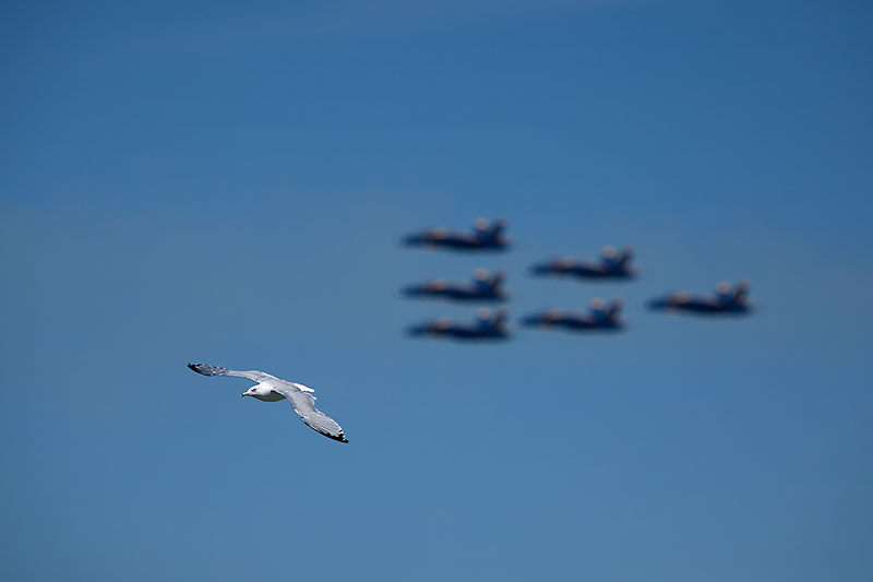 F-16,air show,airplane,bird,blue angels,chicago,chicago air &amp; water show,chicago air and water show,contrast,fighter jet,flight,gull,horizontal,navy,plane,sea gull,seagull,speed,u.s. navy,united s