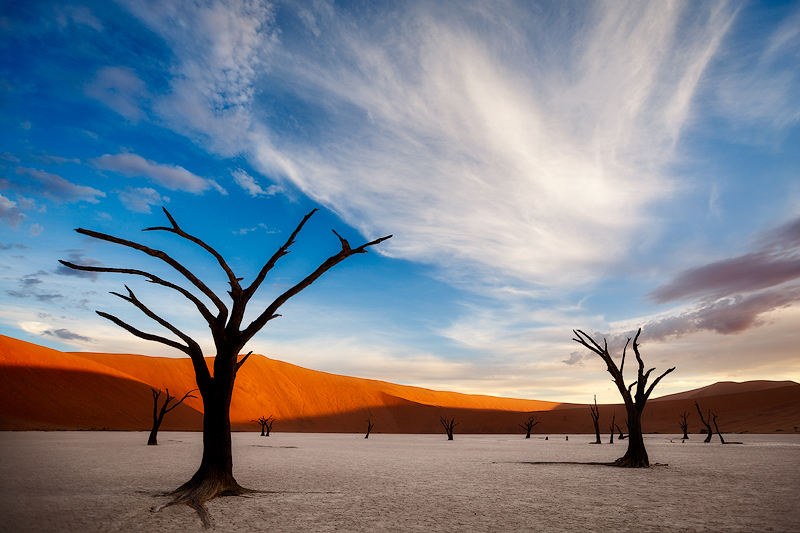 africa,african,dead tree,deadvlei,desert,forest,horizontal,namibia,namibian,sand,tree,woods
