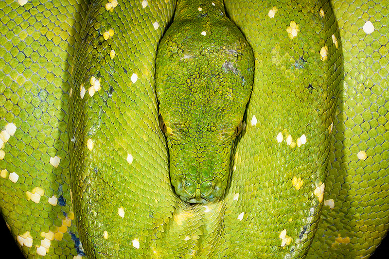 coiled,frog and reptile,frog reptile,green,green tree python,horizontal,jim zuckerman,morelia viridis,night,python,reptile,snake,symmetrical,workshop