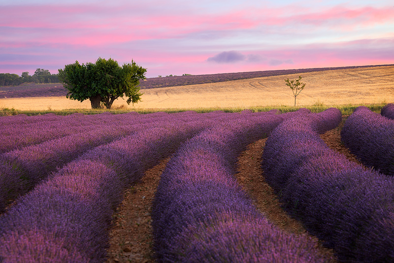 europe,france,horizontal,lavender,purple,southern,tree,valensole