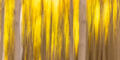 Golden
