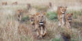 On the Prowl