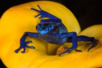 Blue Dart Frog