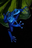 Blue Poison