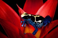 Dyeing Dart Frog