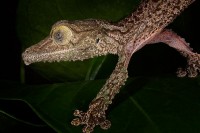 Walk Like a Gecko