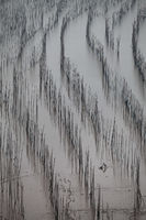 A fisherman makes his way through the mud flats using a glider.