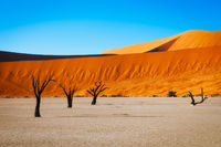 Leading Lines in Deadvlei