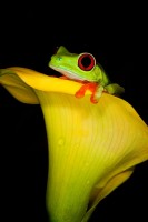 Frog in a Flower