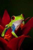 Red-Eyed Tree Frog