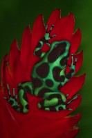 Green and Black Frog