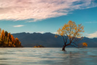 Golden Tree