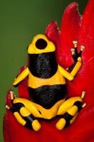 The Bumblebee