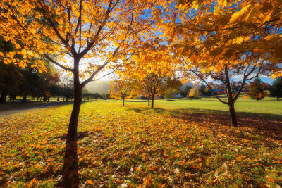 Low-angled light creates a backlighting effect in an Autumn scene.