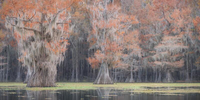 Caddo Lake