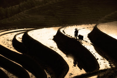 Silhouette of a Chinese farmer with his water buffalo working high up in the rice terraces.