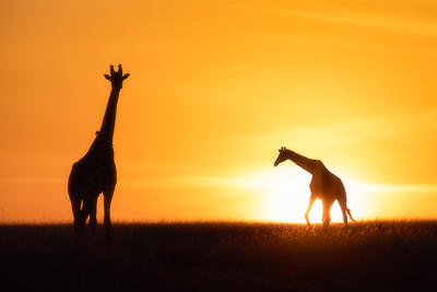 Morning in the Mara