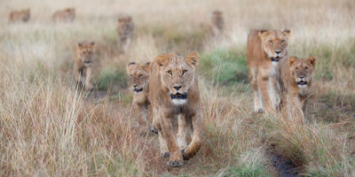On the Prowl