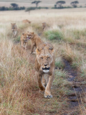 Morning Stroll