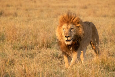 Wildlife