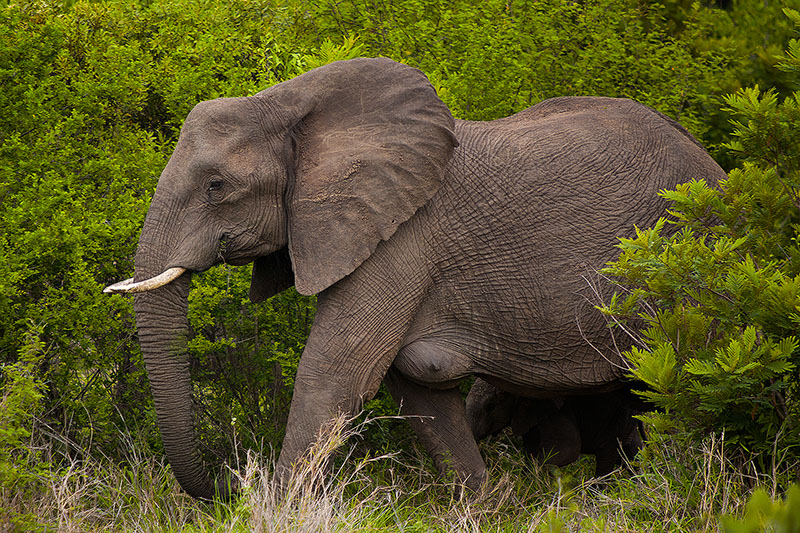 African elephant walking in Kruger