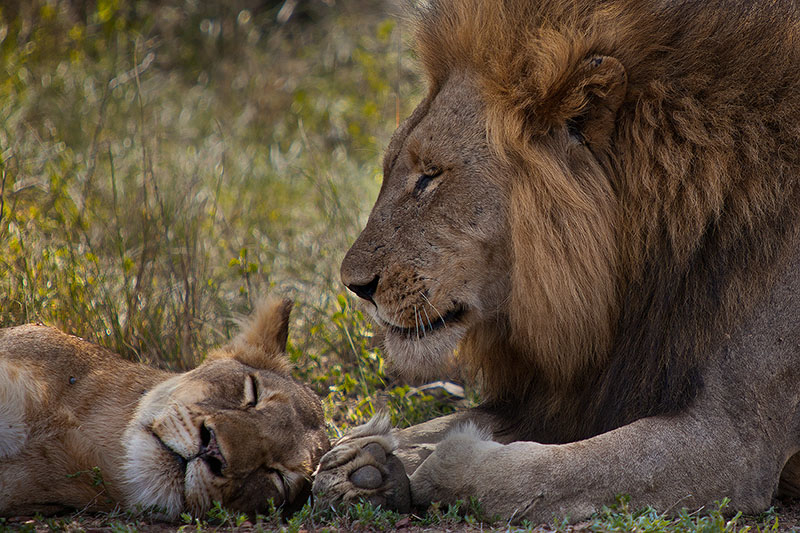 Male and female lions resting in the afternoon