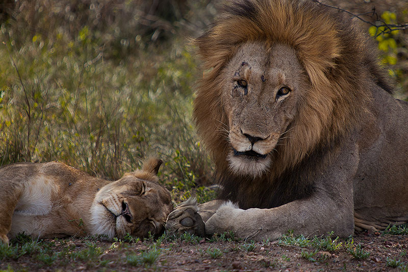 Lion couple taking it easy at Kruger
