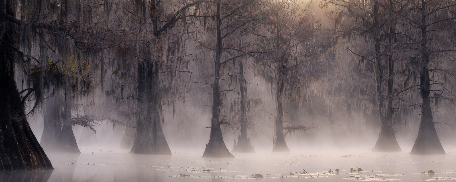 A foggy and misty morning creates a magical scene in the bayou at sunrise.