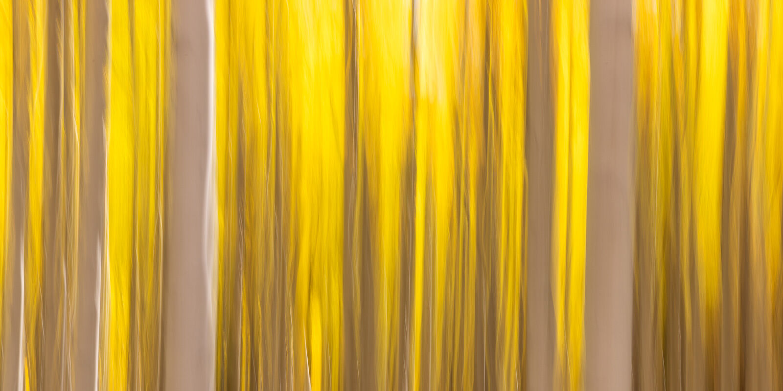 All that Glitters A blurred close-up of aspen trees in Colorado.