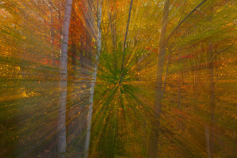Zoom shot of foliage at Groton State Park in Vermont