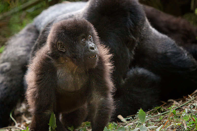 Toddler mountain gorilla with silverback in background