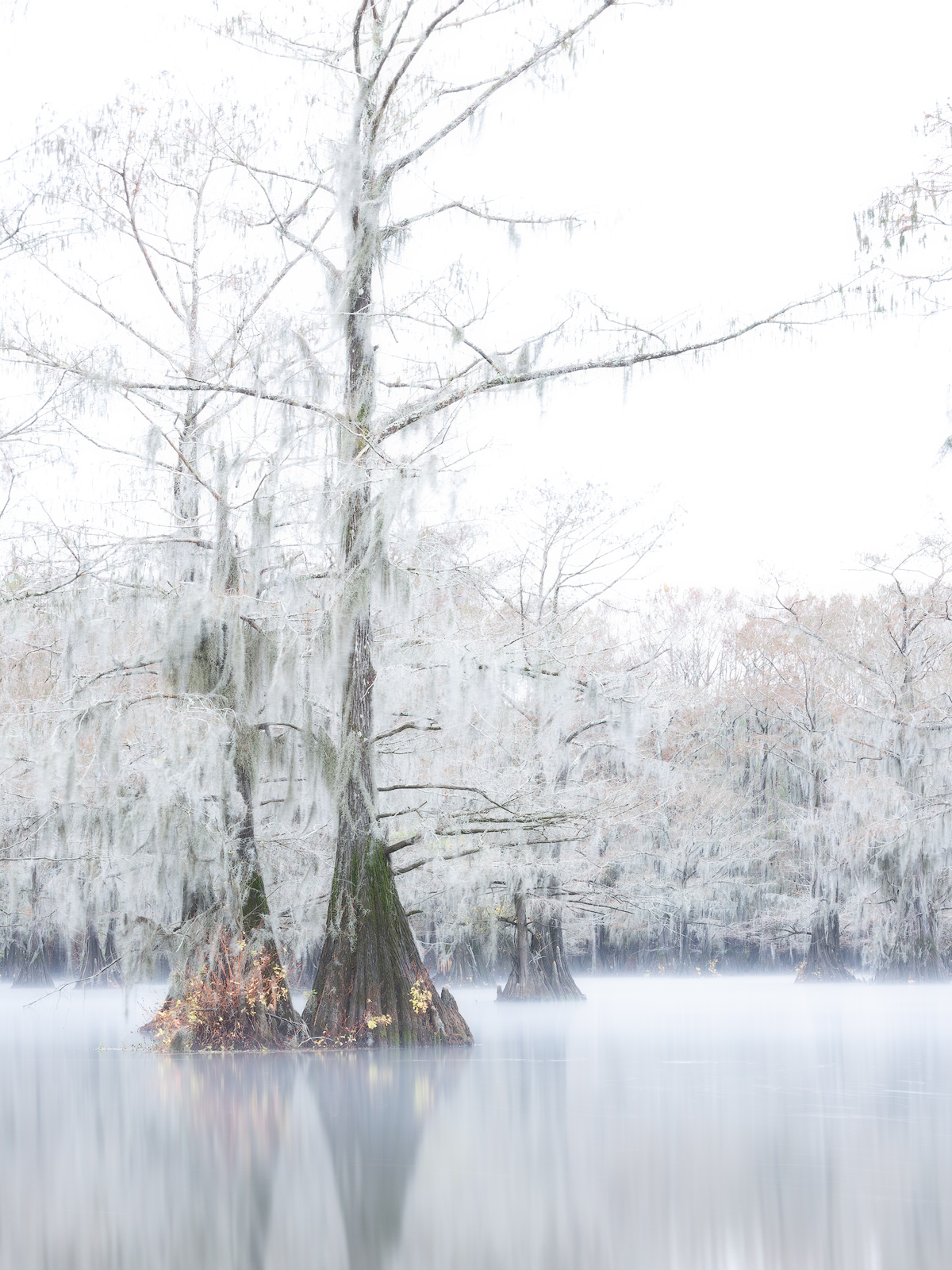 A high key rendition of cypress trees on a misty morning in the bayou.
