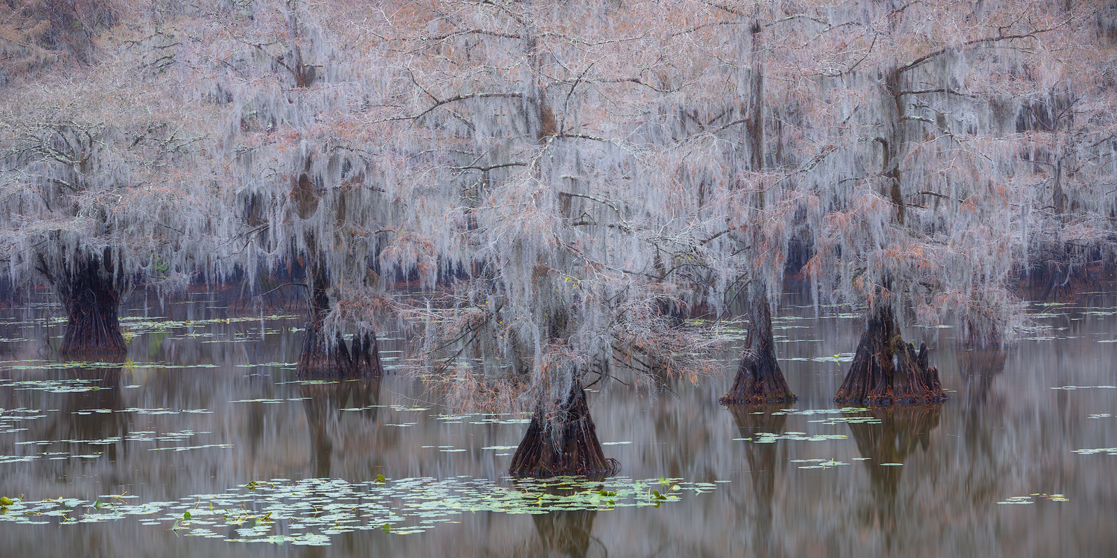 An overcast morning in the Bayou in Autumn.