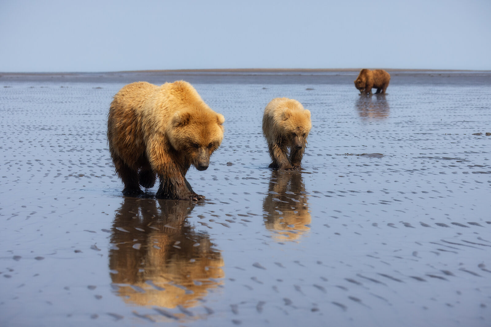 Hunters and Gatherers Bears out searching for seafood on a beautiful day at the beach.