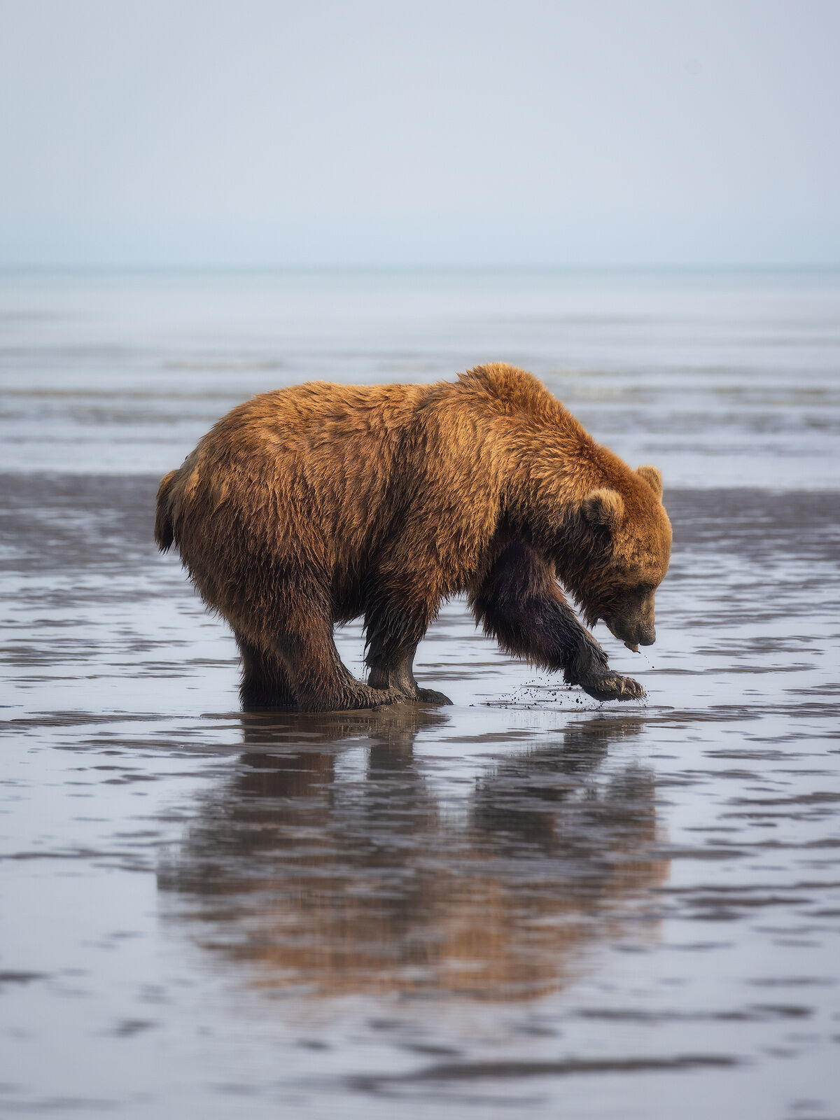 Gone Fishing Alaskan brown bear enjoying his morning fishing the beach.