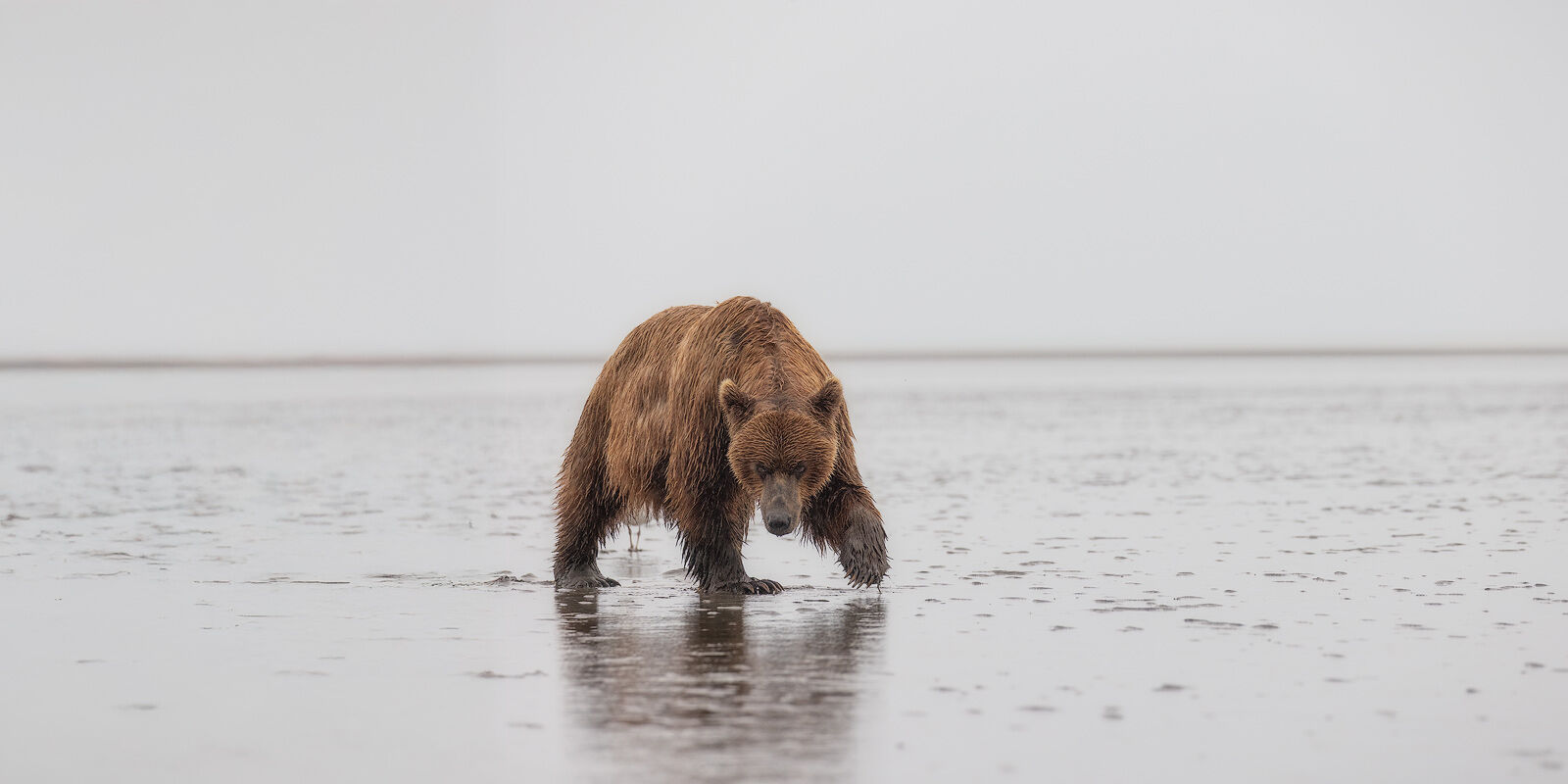 Bear Stare A large Alaskan brown bear staring ahead while hunting on the beach.