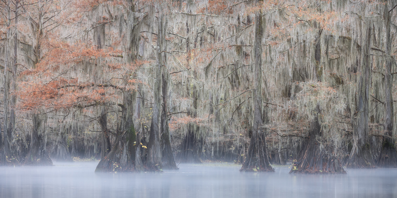 A cool misty morning deep within the bayou.
