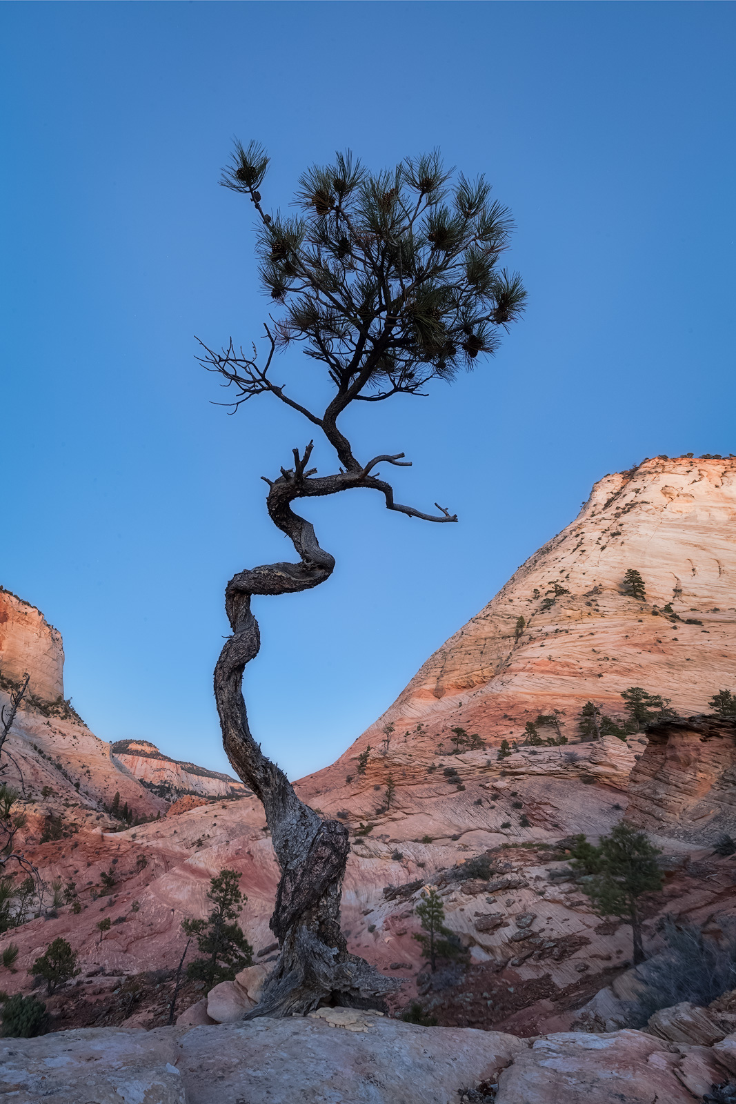 A lone tree in front of a mountain valley at twilight.